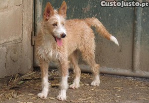 Podengo Portugus Mdio cerdoso, com LOP/Pedigree/Afixo