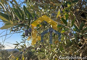 imagem_15