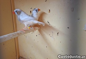 imagem_1