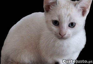 Gato para adoo responsvel