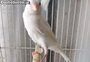 imagem_3