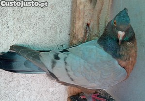 imagem_3