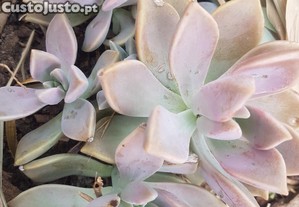 Planta fantasma suculenta