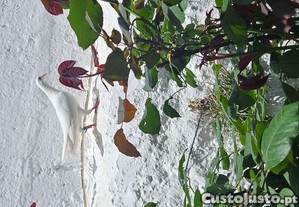 imagem_7