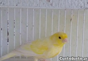 imagem_3
