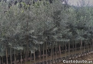 Oliveira Galega para olival ou jardim