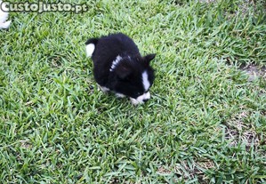 imagem_6