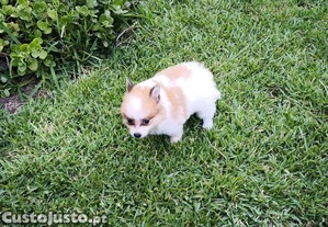 imagem_3