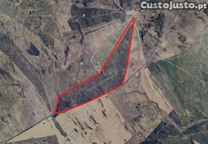 Oportunidade - Terreno R�stico Com Cultura De Pinheiro Manso