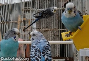 imagem_3