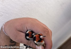 sedencia de pintassilgos pintados e novos