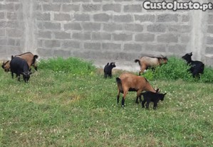 Cabras Anão