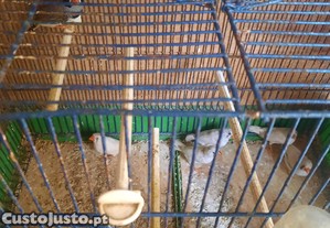 imagem_3
