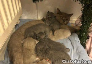 Scottish Fold e Straight