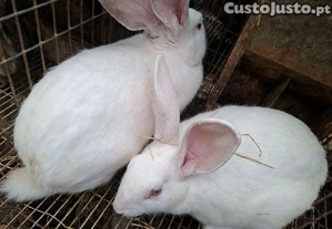 imagem_1