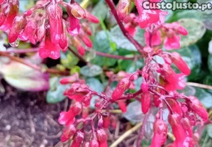 Kalanchoe Bryophyllum Manginii