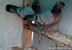 imagem_1