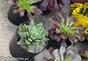 Plantas cactos e suculentas