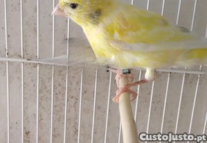 imagem_1