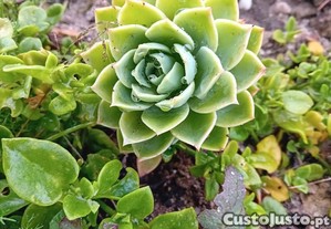 Echeveria Suculenta