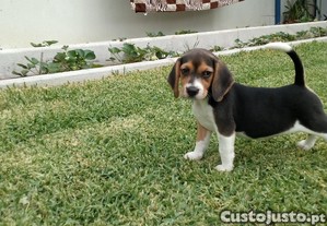imagem_7
