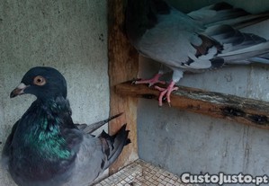 imagem_1