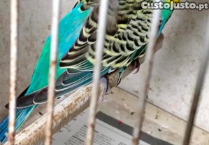 imagem_1