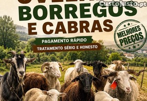 Ovelhas, Borregos e Cabras