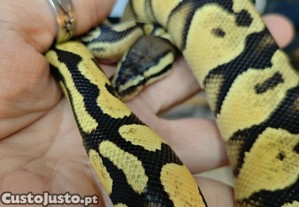 Pyton regius juvenil