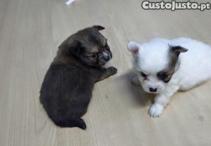imagem_1