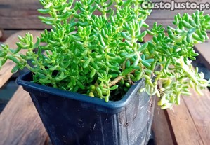 Sedum Morganianum suculenta
