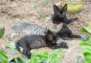 Gatinhos