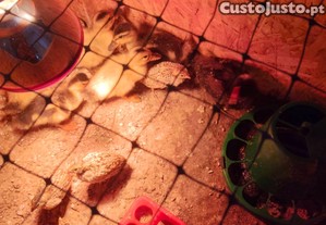 Patos