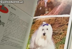 imagem_8