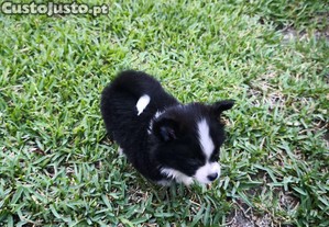 imagem_5