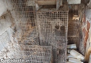 Coelheiras para criação de coelhos