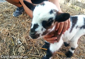 Cabras an