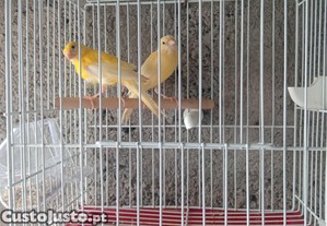imagem_1