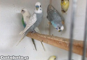 imagem_6