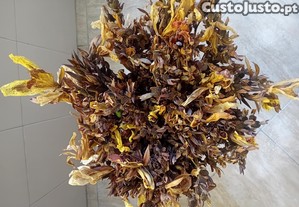 Ramo de flores secas Canna Indica caule longo
