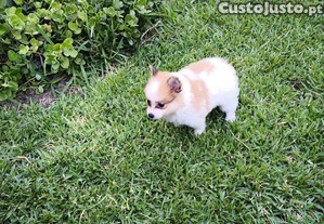 imagem_7