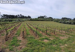Terreno com rea de 1 hectare e 200 metros