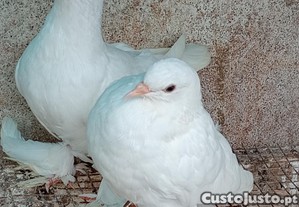 imagem_1