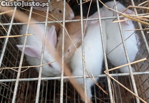 Coelhos novos