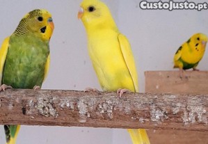 Piriquitos