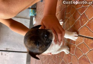 Cachorros com 2 meses