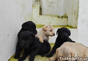 Cachorros Labrador Retriever