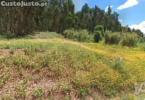 Terreno Agrícola em Rio Maior