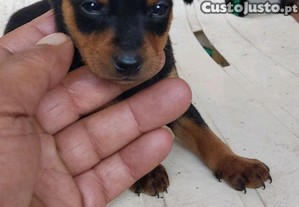 Pincher macho