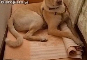 Max cachorro com 7 meses